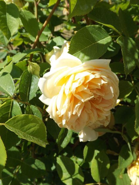  - Teasing Georgia -7