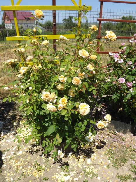  - Teasing Georgia -7