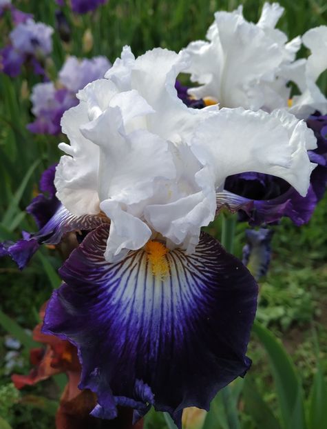 Dephin I Ruslaka-terminat - Irisi-oferta 2019- album 2