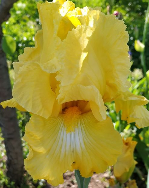 Early Girl-terminat - Irisi-oferta 2019- album 2