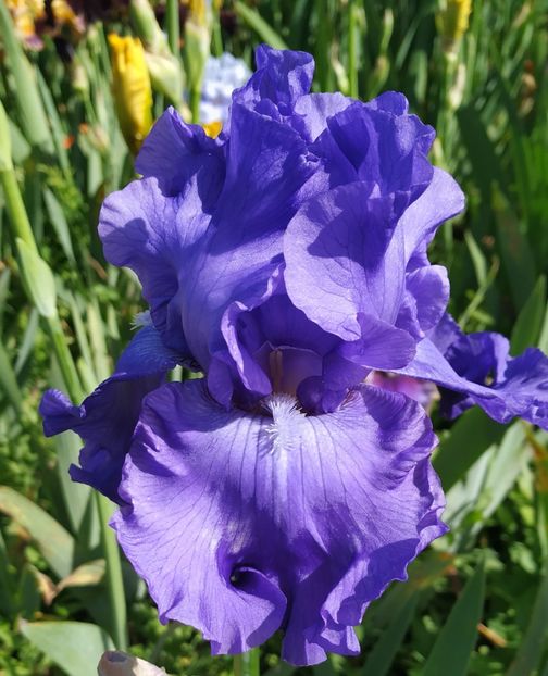 Grand Admiral-terminat - Irisi-oferta 2019- album 2