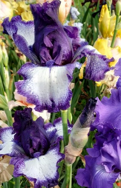 Grapetizer-terminat - Irisi-oferta 2019- album 2