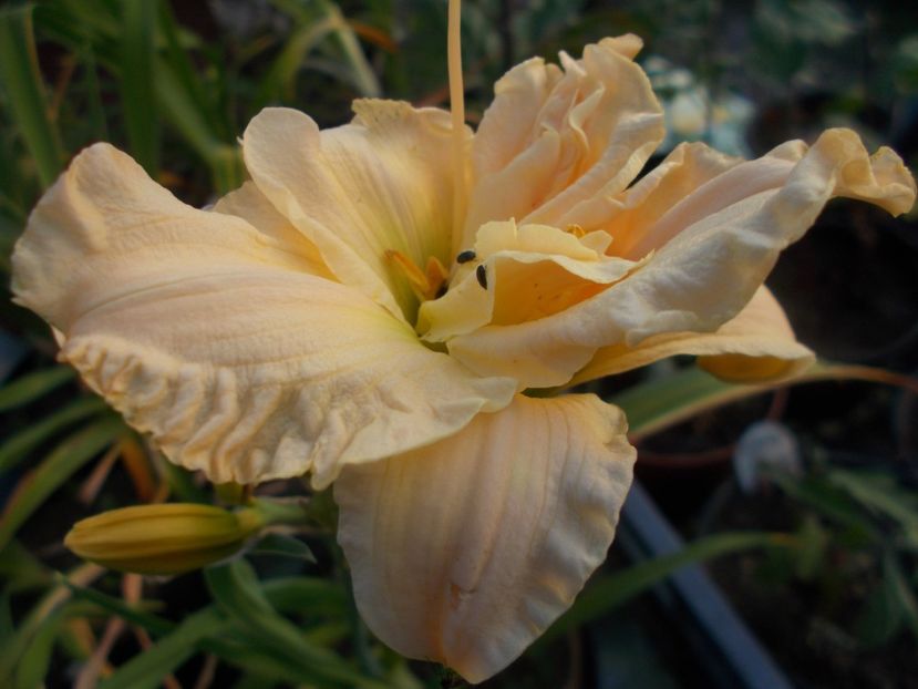 FAIRY TALE PINK - Hemerocallis 2019