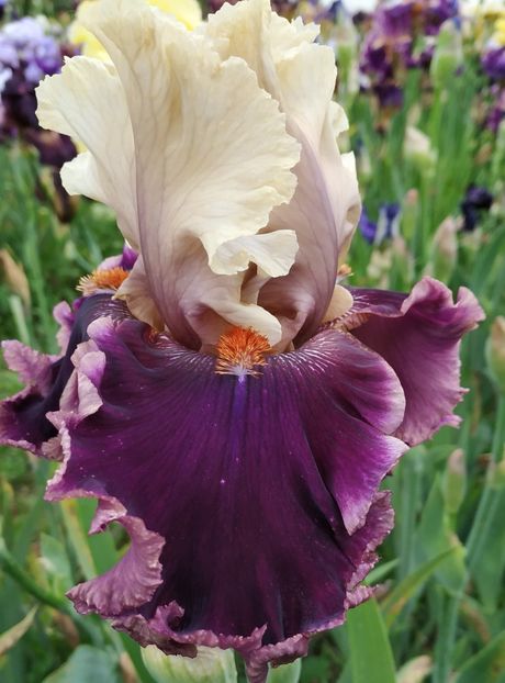 Hold My Hand-terminat - Irisi-oferta 2019- album 2