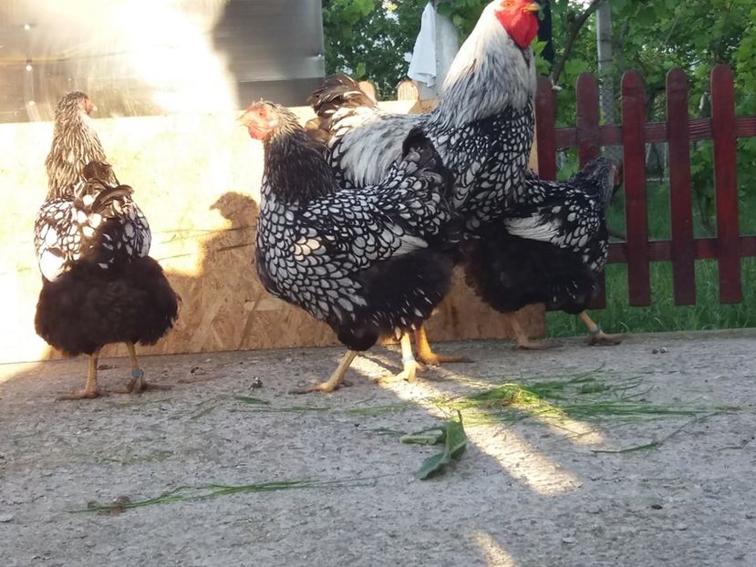  - Wyandotte argintiu