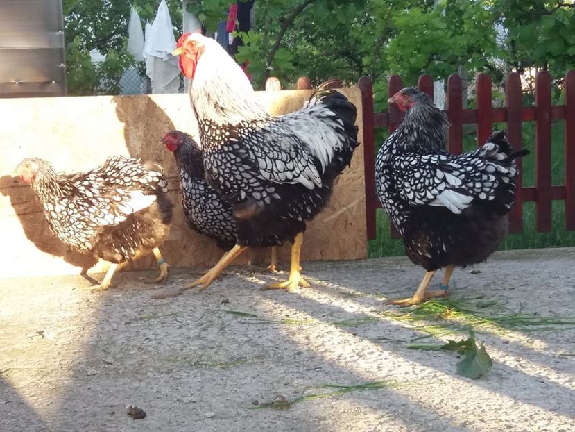  - Wyandotte argintiu