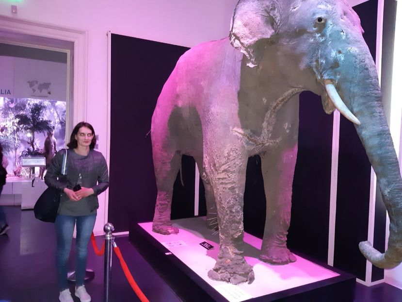  - 2018 -2019 Scoala Cata alte serbări