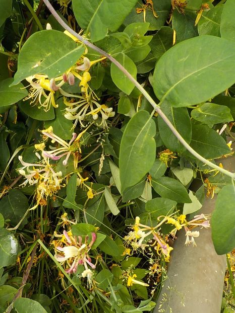  - lonicera