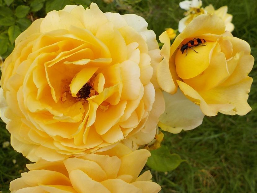  - golden celebration