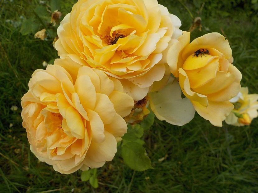  - golden celebration