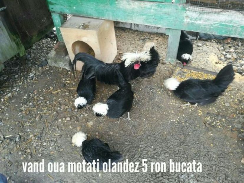 temp1 - Motati olandezi