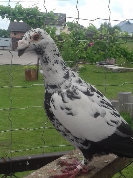  - Dudoros si Italieni 2019