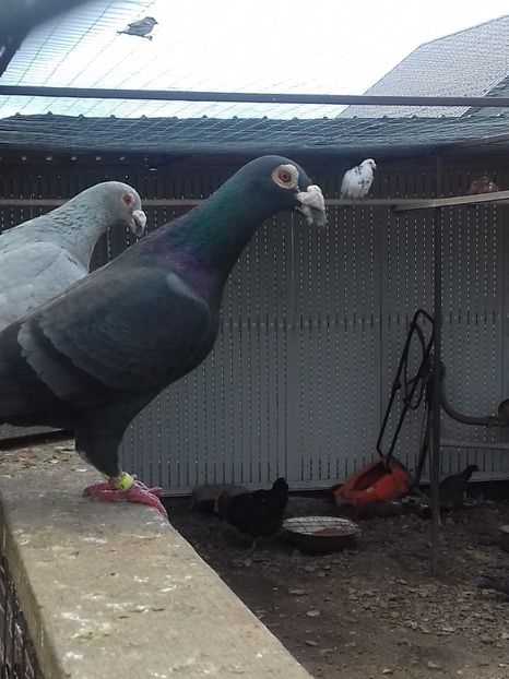  - Dudoros si Italieni 2019