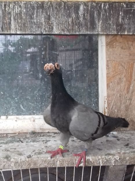  - Dudoros si Italieni 2019