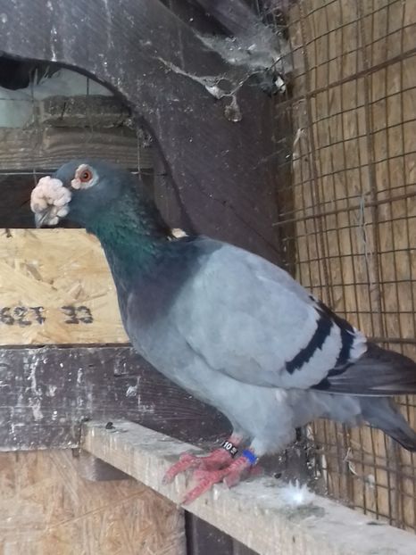  - Dudoros si Italieni 2019