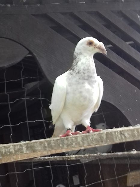  - Dudoros si Italieni 2019