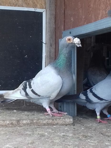  - Dudoros si Italieni 2019