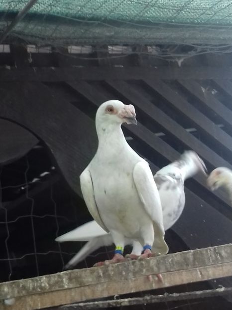  - Dudoros si Italieni 2019