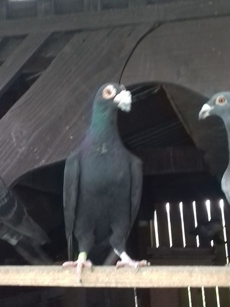  - Dudoros si Italieni 2019