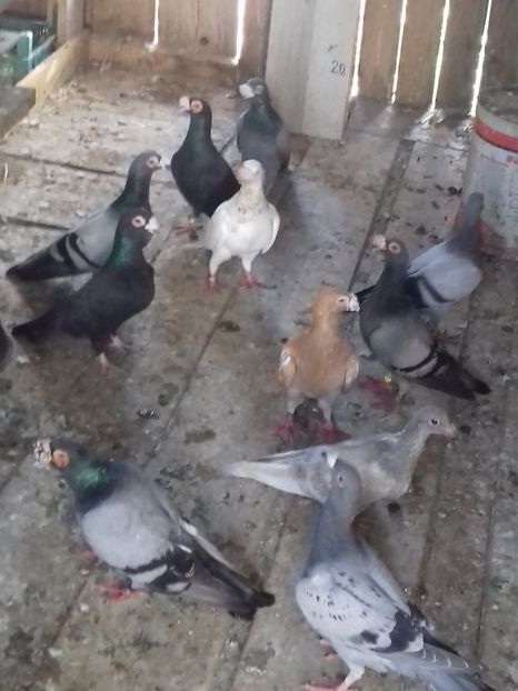  - Dudoros si Italieni 2019