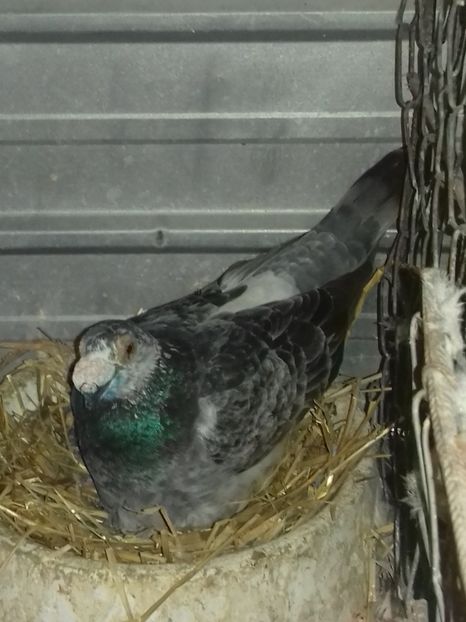  - Dudoros si Italieni 2019