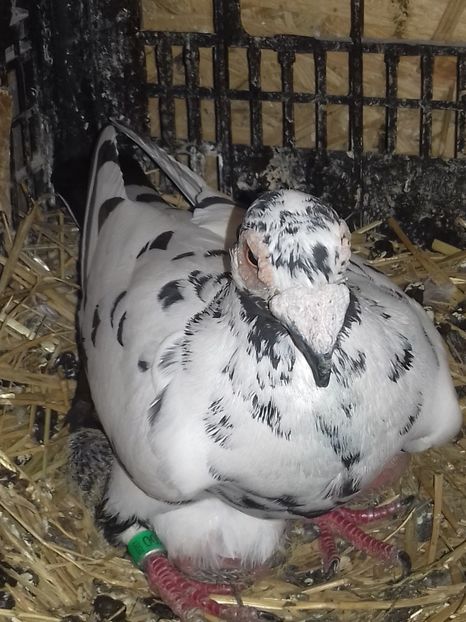  - Dudoros si Italieni 2019