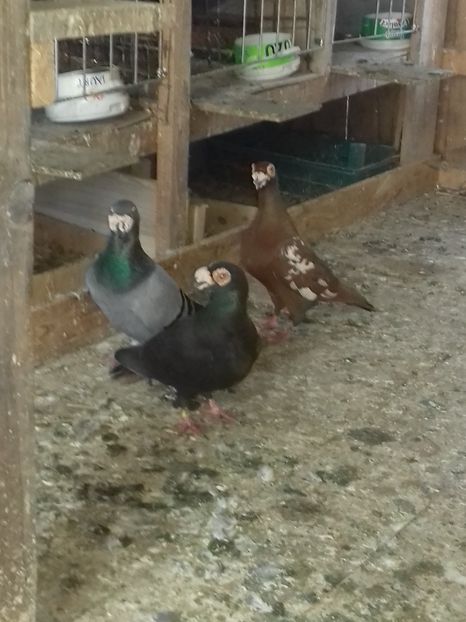  - Dudoros si Italieni 2019