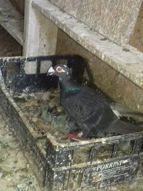  - Dudoros si Italieni 2019