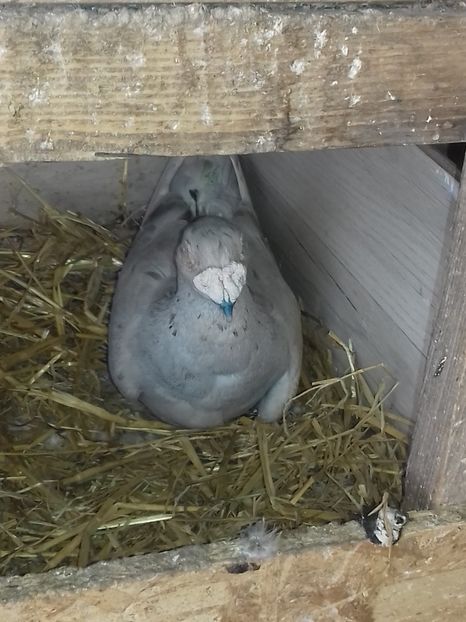  - Dudoros si Italieni 2019