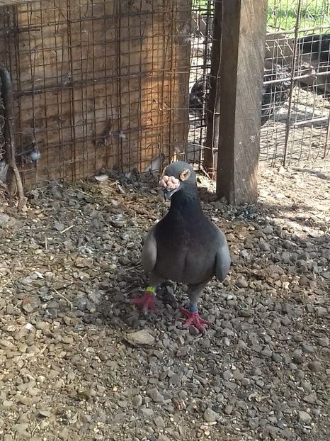  - Dudoros si Italieni 2019