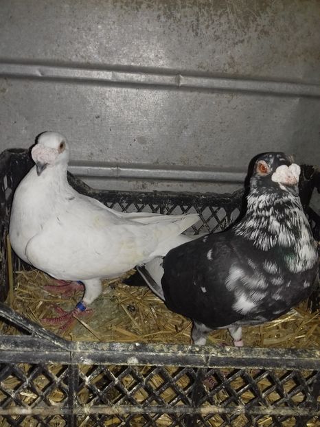  - Dudoros si Italieni 2019