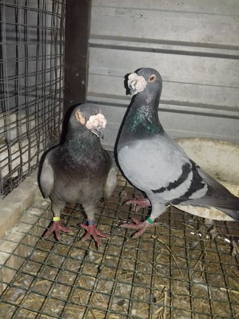  - Dudoros si Italieni 2019