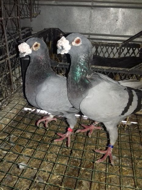  - Dudoros si Italieni 2019