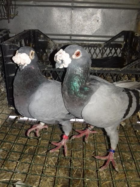  - Dudoros si Italieni 2019