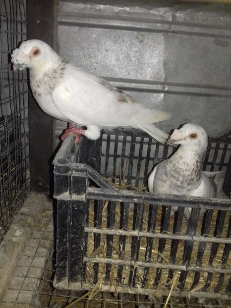  - Dudoros si Italieni 2019