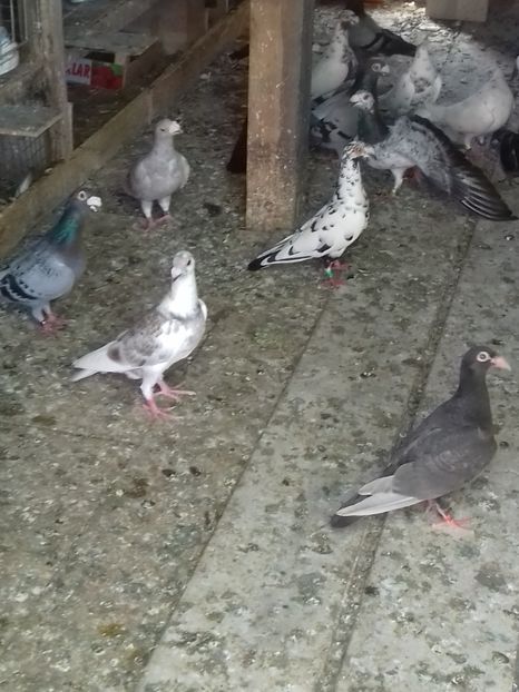  - Dudoros si Italieni 2019