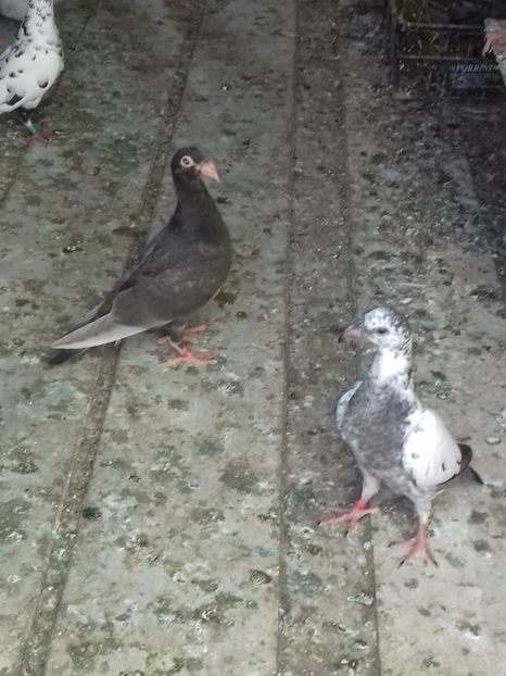  - Dudoros si Italieni 2019