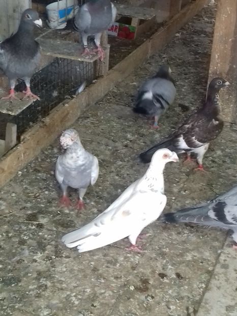  - Dudoros si Italieni 2019