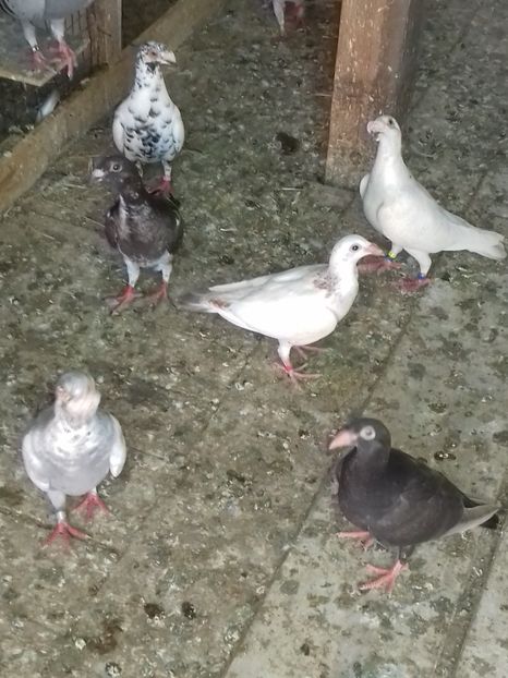  - Dudoros si Italieni 2019
