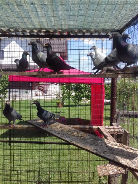  - Dudoros si Italieni 2019