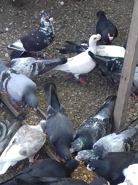  - Dudoros si Italieni 2019