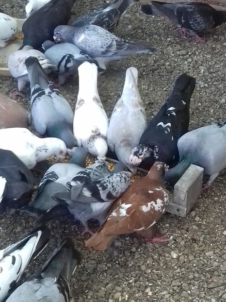  - Dudoros si Italieni 2019