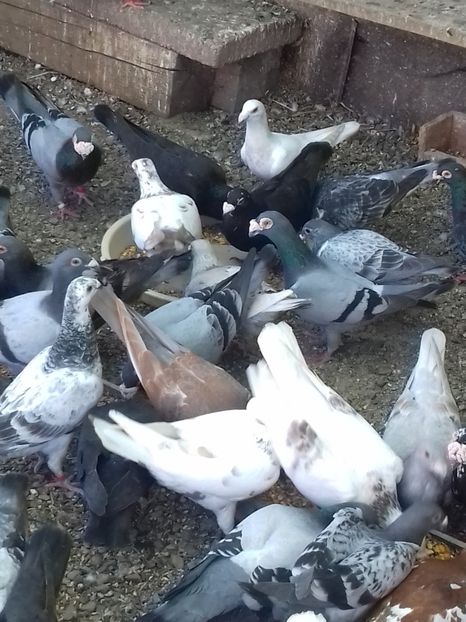  - Dudoros si Italieni 2019