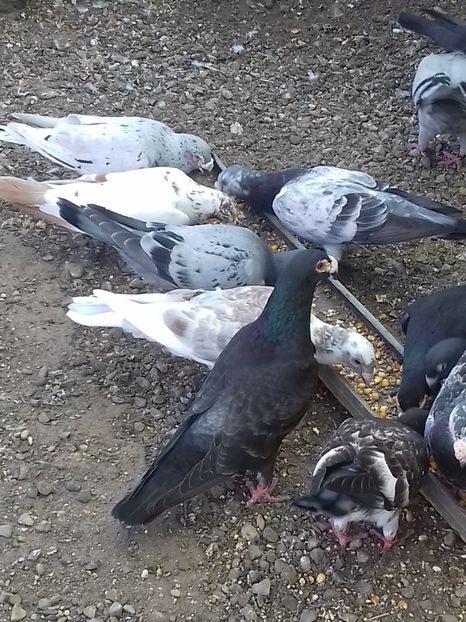  - Dudoros si Italieni 2019