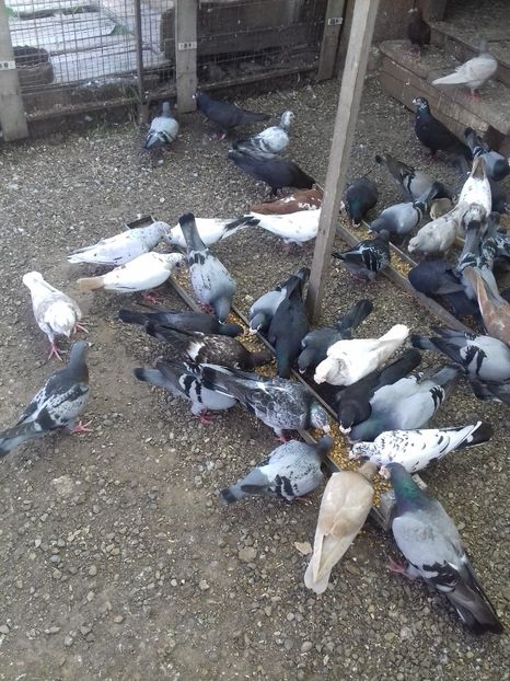  - Dudoros si Italieni 2019