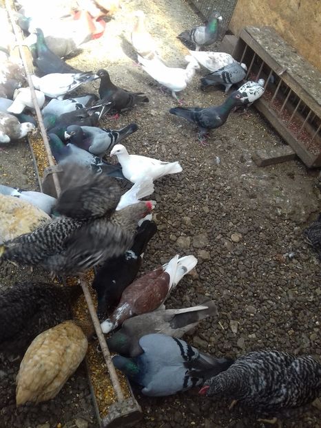  - Dudoros si Italieni 2019