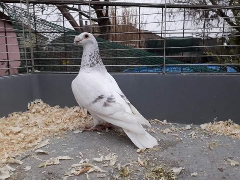  - Dudoros si Italieni 2019