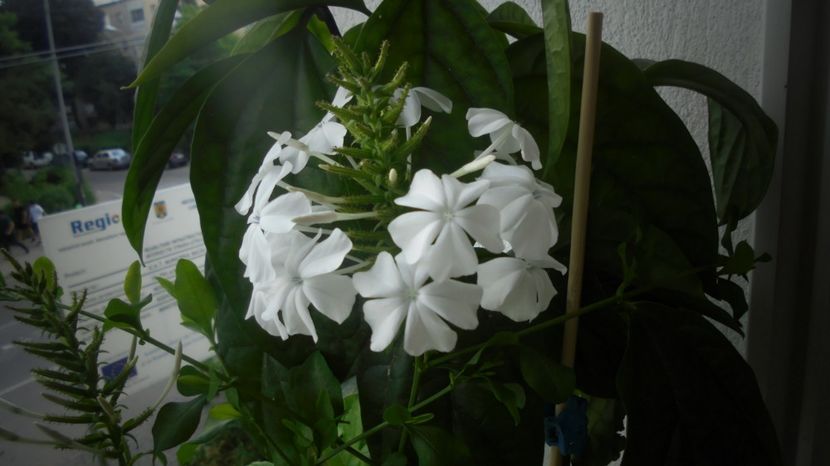 Plumbago zeylanica,prima inflorescenta - Stelute