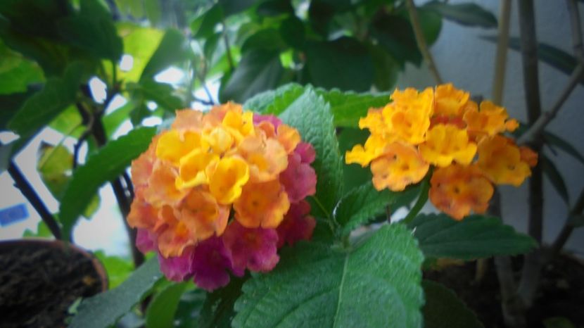 Lantana,splendida...multumiri! - Stelute