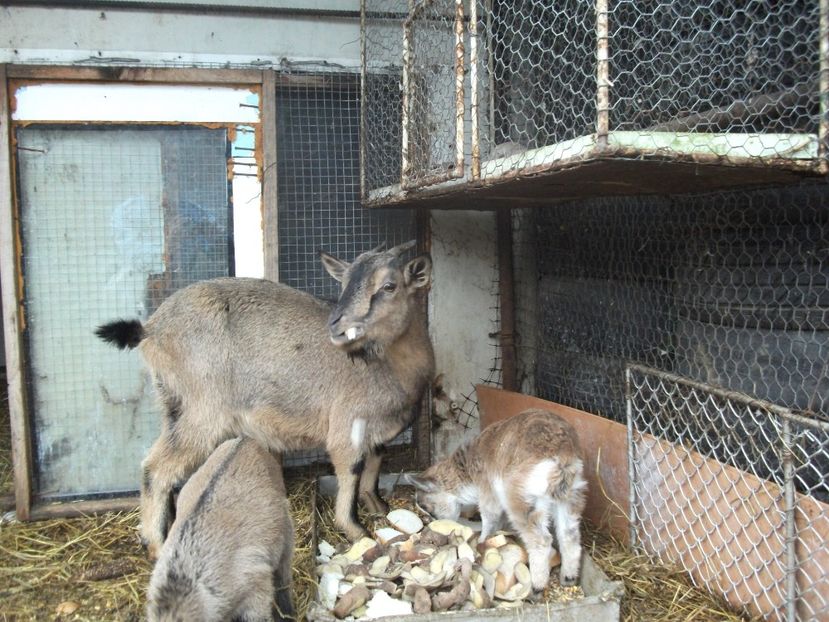 capre decembrie 2014 056 - Capre pitice